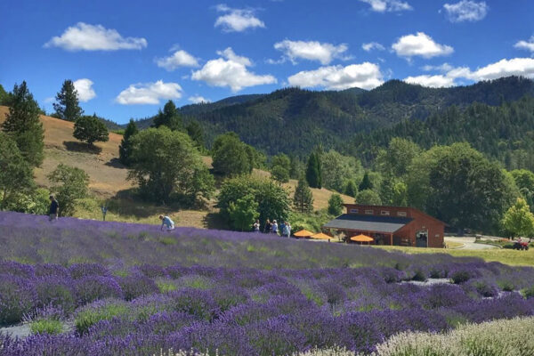 Main Photo 2024 Lavender Field