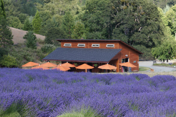 Main Photo English Lavender Farm