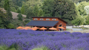 English Lavender Farm