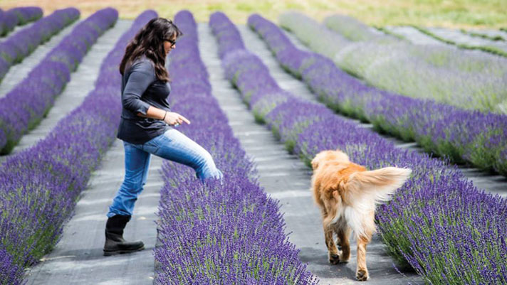 Jacksonville Review Article: Lavender is a ‘Blooming’ Business in the Applegate Valley