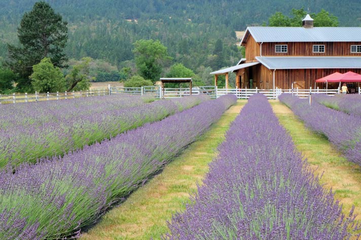 Jacksonville Review Article: Experience Aromatic and Visual Delights on the Southern Oregon Lavender Trail – by Rhonda Nowak