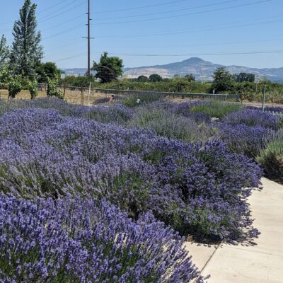 OSU Lavender Demonstration Garden